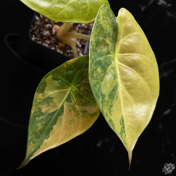 Alocasia 'Uhinkii' variegated (previously Alocasia wentii) (A51)