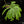 Load image into Gallery viewer, Angiopteris fokiensis Giant King Fern (A47)
