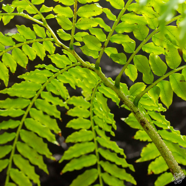 Angiopteris fokiensis Giant King Fern (A47)