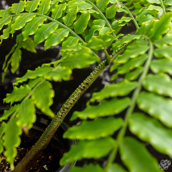 Angiopteris fokiensis Giant King Fern (A47)