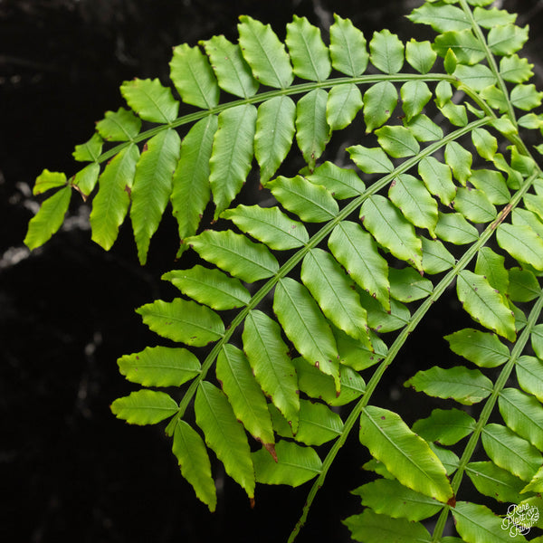 Angiopteris fokiensis Giant King Fern (A47)