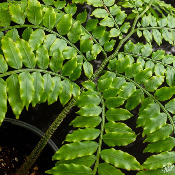 Angiopteris fokiensis Giant King Fern (A47)