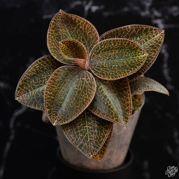 Anoectochilus roxburghii 'Red Stem Pointed Leaves' (wk3-A)