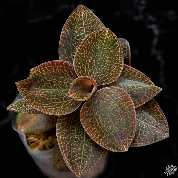 Anoectochilus roxburghii 'Red Stem Pointed Leaves' (wk3-A)