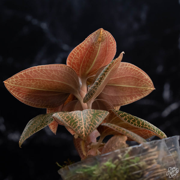 Anoectochilus roxburghii 'Red Stem Pointed Leaves' (wk3-A)