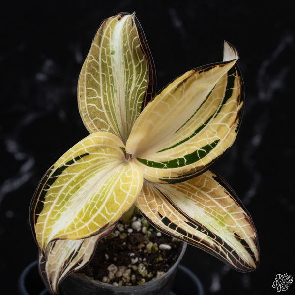 Anoectochilus siamensis 'white center' double variegated (wk4-A)