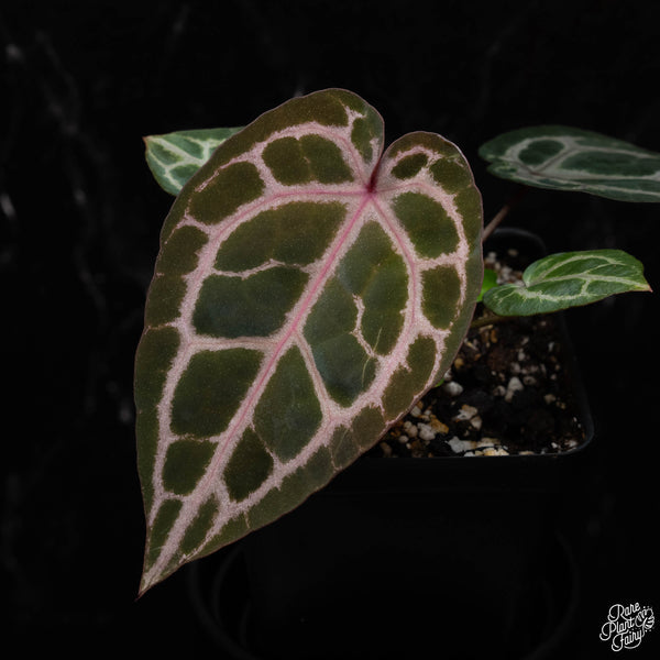 Anthurium Zara '33' x  Home, Sweet Home '32' by DocBlock® *Grower's choice*