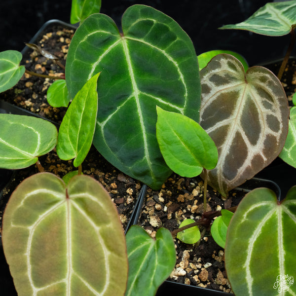 Anthurium Zara '51' x  Crystal Red '12' by DocBlock® *Grower's choice*