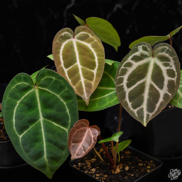 Anthurium magnificum Dark '49' x  Zara '29' by DocBlock® *Grower's choice*