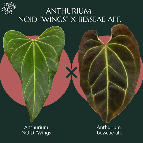 Anthurium NOID "wings" x bessea aff. *Grower's choice*