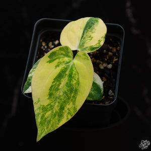 Anthurium papillilaminum "papi" variegated (wk2-A)