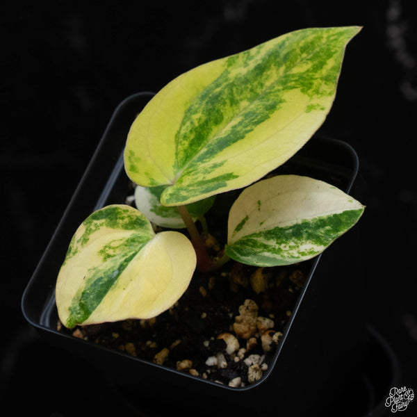 Anthurium papillilaminum "papi" variegated (wk2-A)