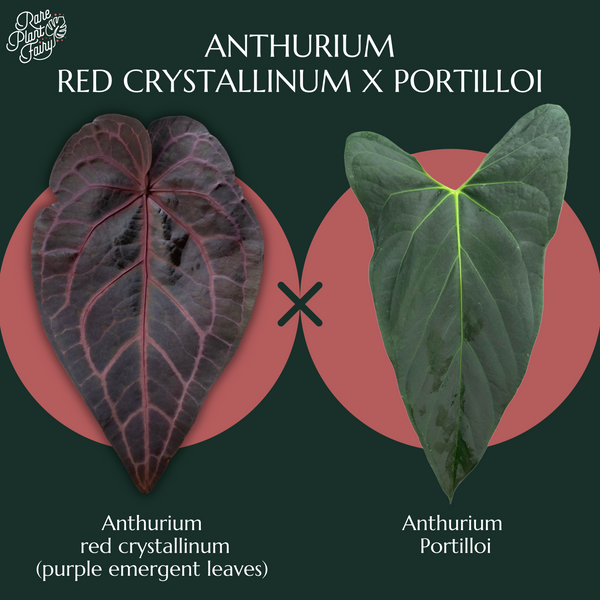 Anthurium red crystallinum (NSE purple emergent) x portilloi (Ree Gardens) *Grower's choice*