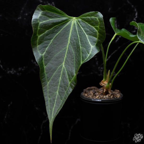 Anthurium 'Delta Force' (E51)