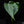 Load image into Gallery viewer, Anthurium &#39;Delta Force&#39; (E51)
