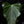 Load image into Gallery viewer, Anthurium &#39;Delta Force&#39; (E51)
