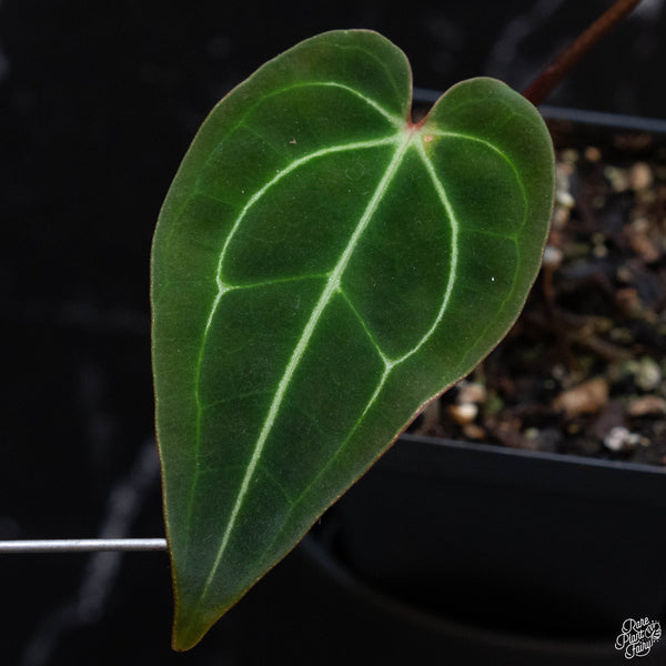 Anthurium (stripey magnificumx magnificum) x regale (wk3-A)