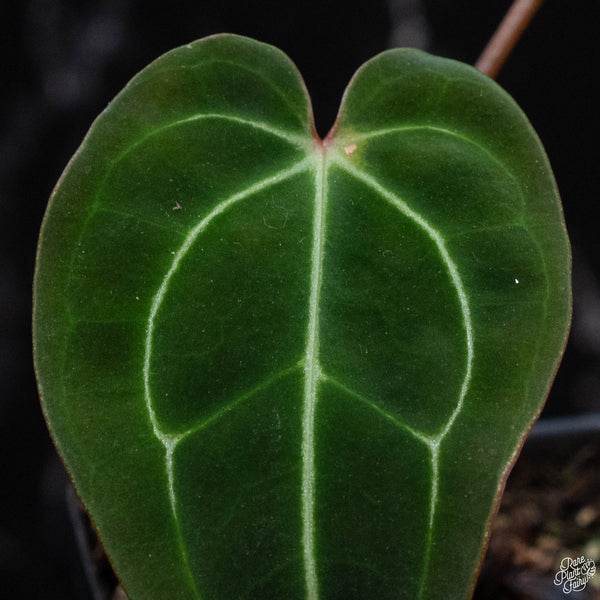 Anthurium (stripey magnificumx magnificum) x regale (wk3-A)