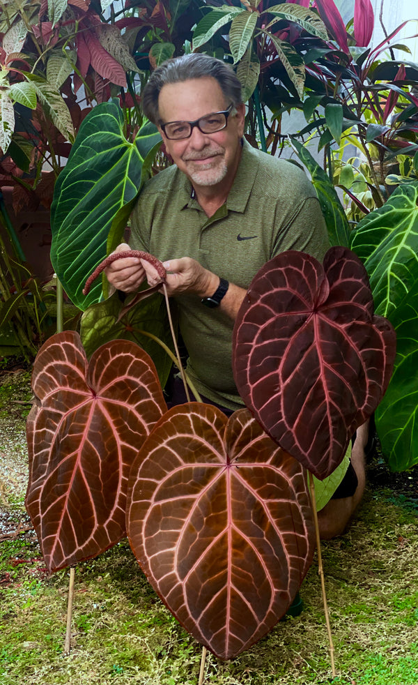 Anthurium Zara '29' x Zara '3' by DocBlock® *Grower's choice*