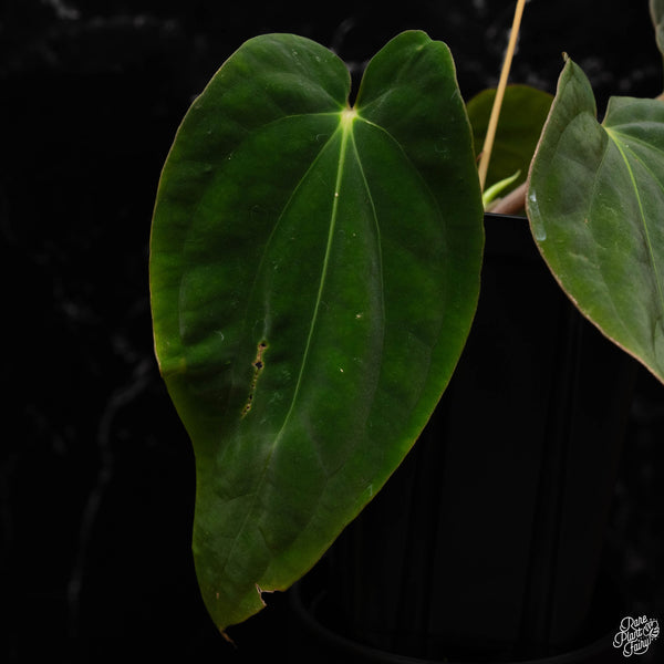 Anthurium antolakii ('BVEP') 'Oliver' x sib (U50)