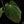 Load image into Gallery viewer, Anthurium antolakii (&#39;BVEP&#39;) &#39;Oliver&#39; x sib (U50)
