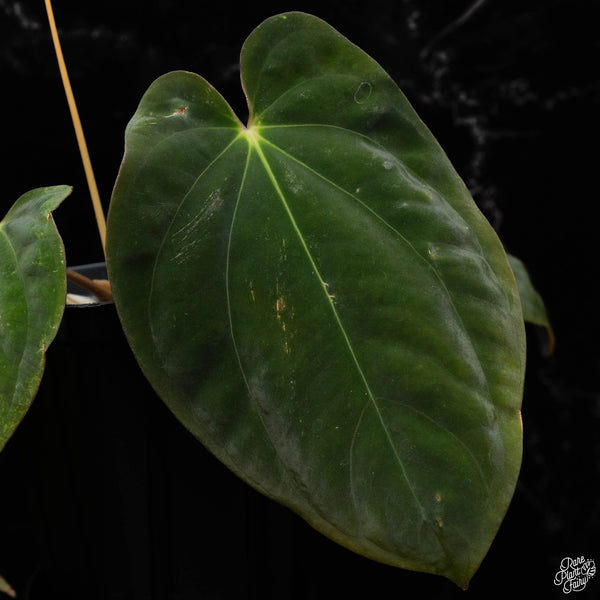 Anthurium antolakii ('BVEP') 'Oliver' x sib (U50)