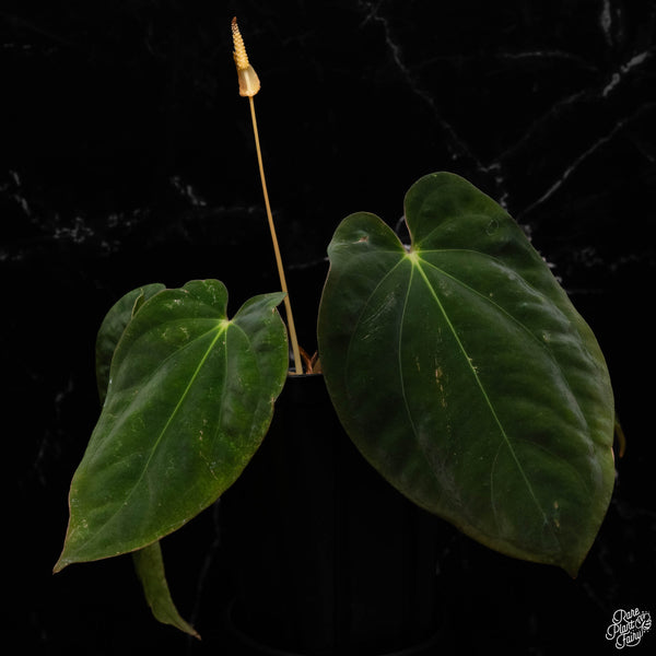 Anthurium antolakii ('BVEP') 'Oliver' x sib (U50)