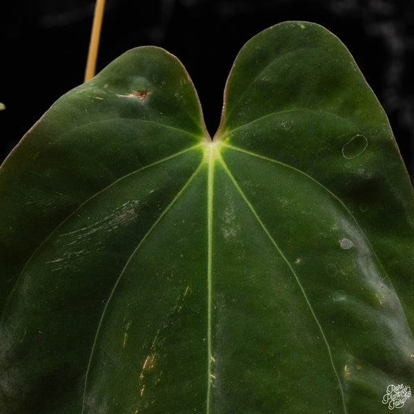 Anthurium antolakii ('BVEP') 'Oliver' x sib (U50)