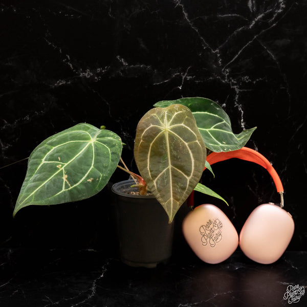 Anthurium carlablackiae x forgetii (J47)