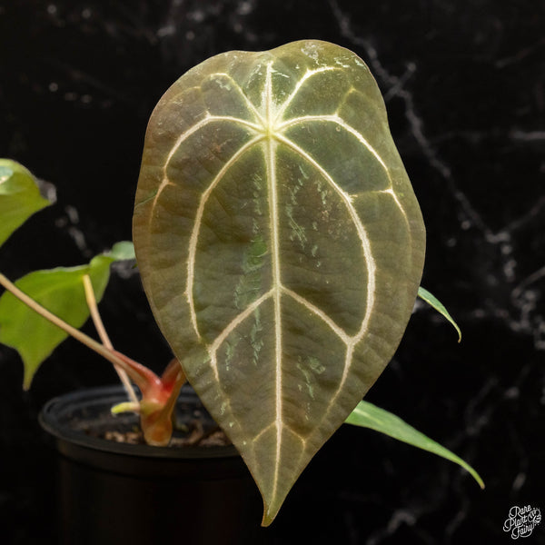 Anthurium carlablackiae x forgetii (J47)