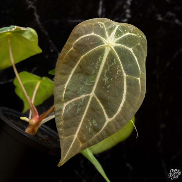 Anthurium carlablackiae x forgetii (J47)