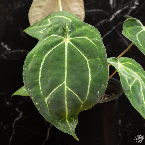 Anthurium carlablackiae x forgetii (J47)