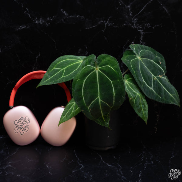 Anthurium carlablackiae x forgetii (wk3-B)