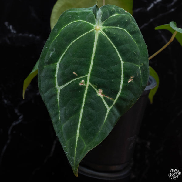 Anthurium carlablackiae x forgetii (wk3-B)