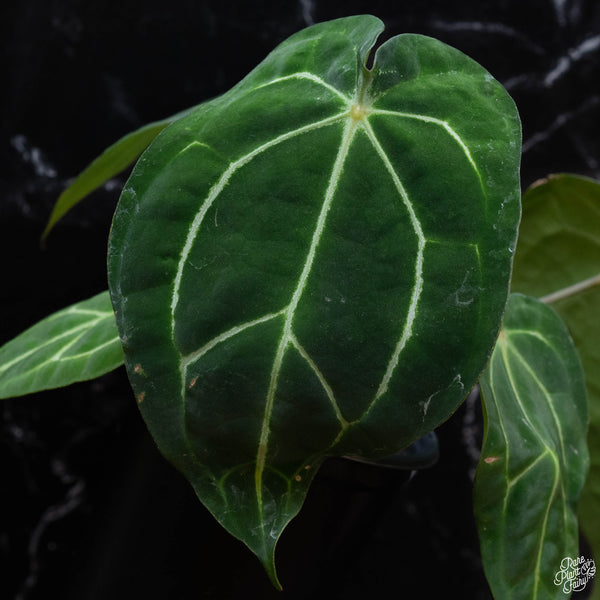 Anthurium carlablackiae x forgetii (wk3-B)