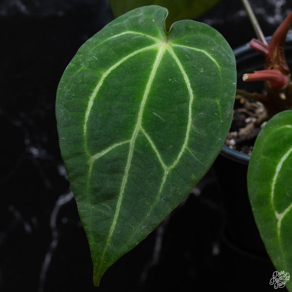 Anthurium carlablackiae x forgetii (wk3-B)