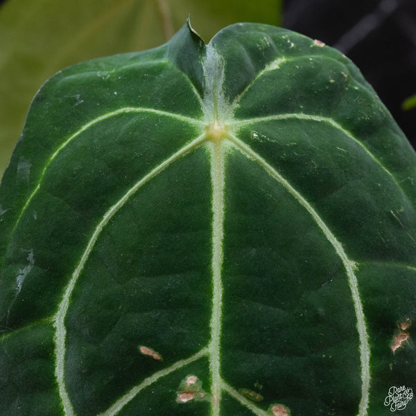 Anthurium carlablackiae x forgetii (wk3-B)