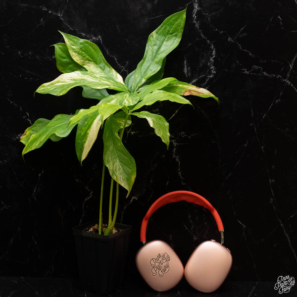 Anthurium clavigerum variegated (A50)