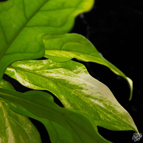 Anthurium clavigerum variegated (A50)