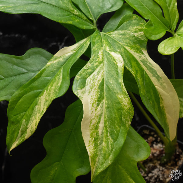 Anthurium clavigerum variegated (A50)