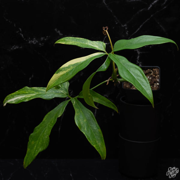 Anthurium clavigerum variegated (J51)