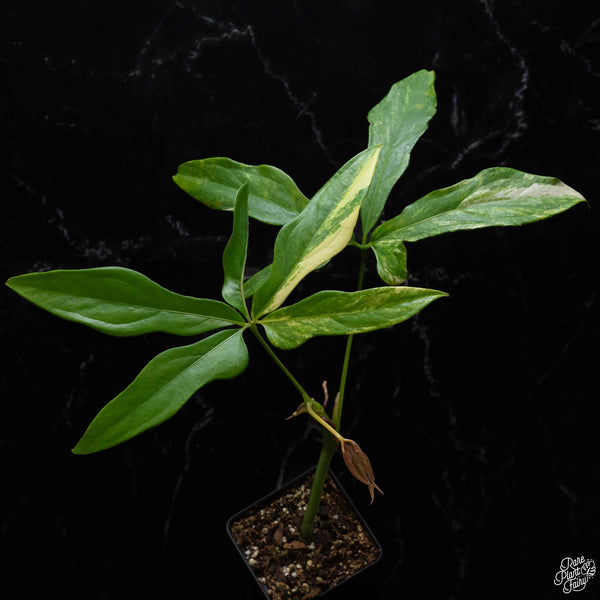 Anthurium clavigerum variegated (J51)