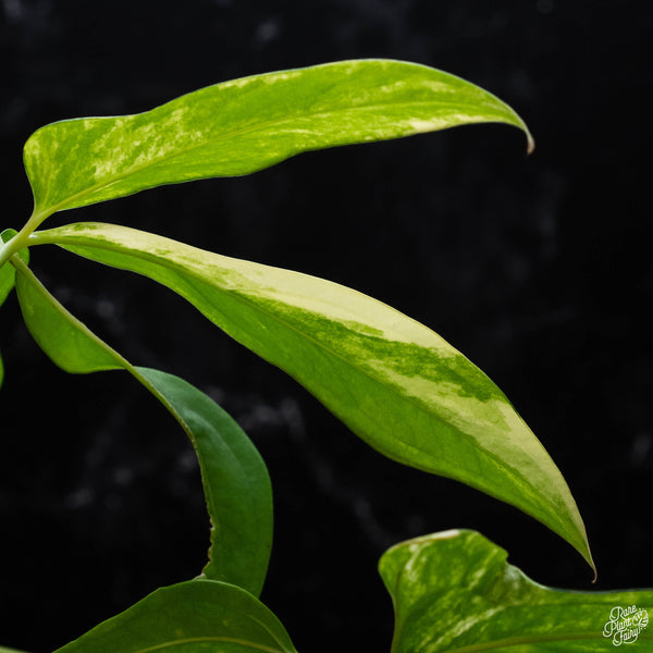 Anthurium clavigerum variegated (J51)