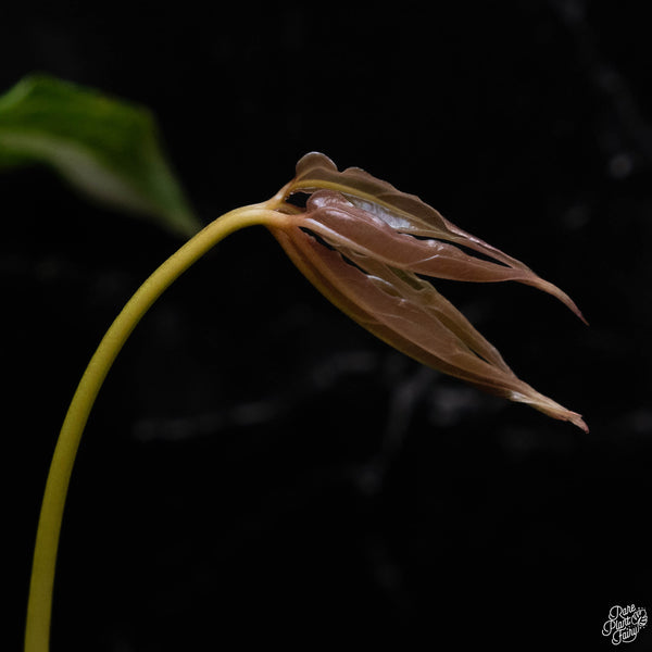 Anthurium clavigerum variegated (J51)