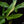 Load image into Gallery viewer, Anthurium clavigerum variegated (J51)
