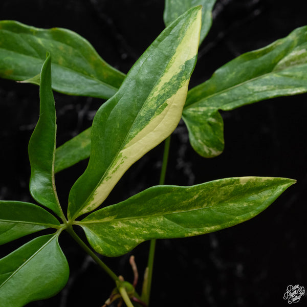 Anthurium clavigerum variegated (J51)