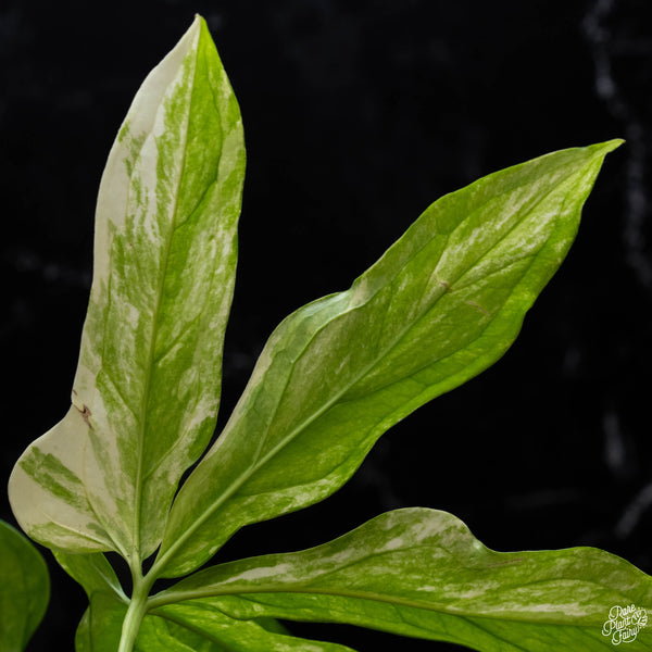 Anthurium clavigerum variegated (A52)