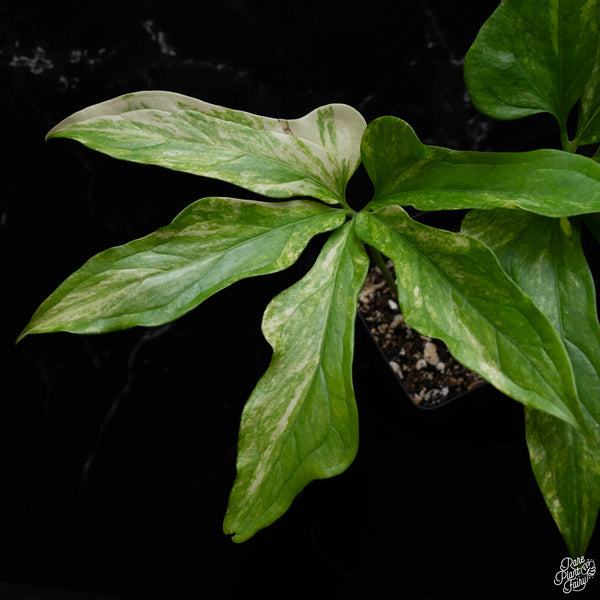 Anthurium clavigerum variegated (A52)