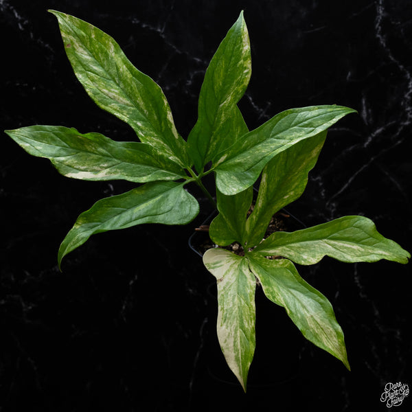 Anthurium clavigerum variegated (A52)