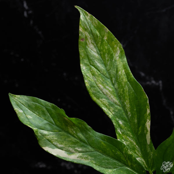 Anthurium clavigerum variegated (A52)